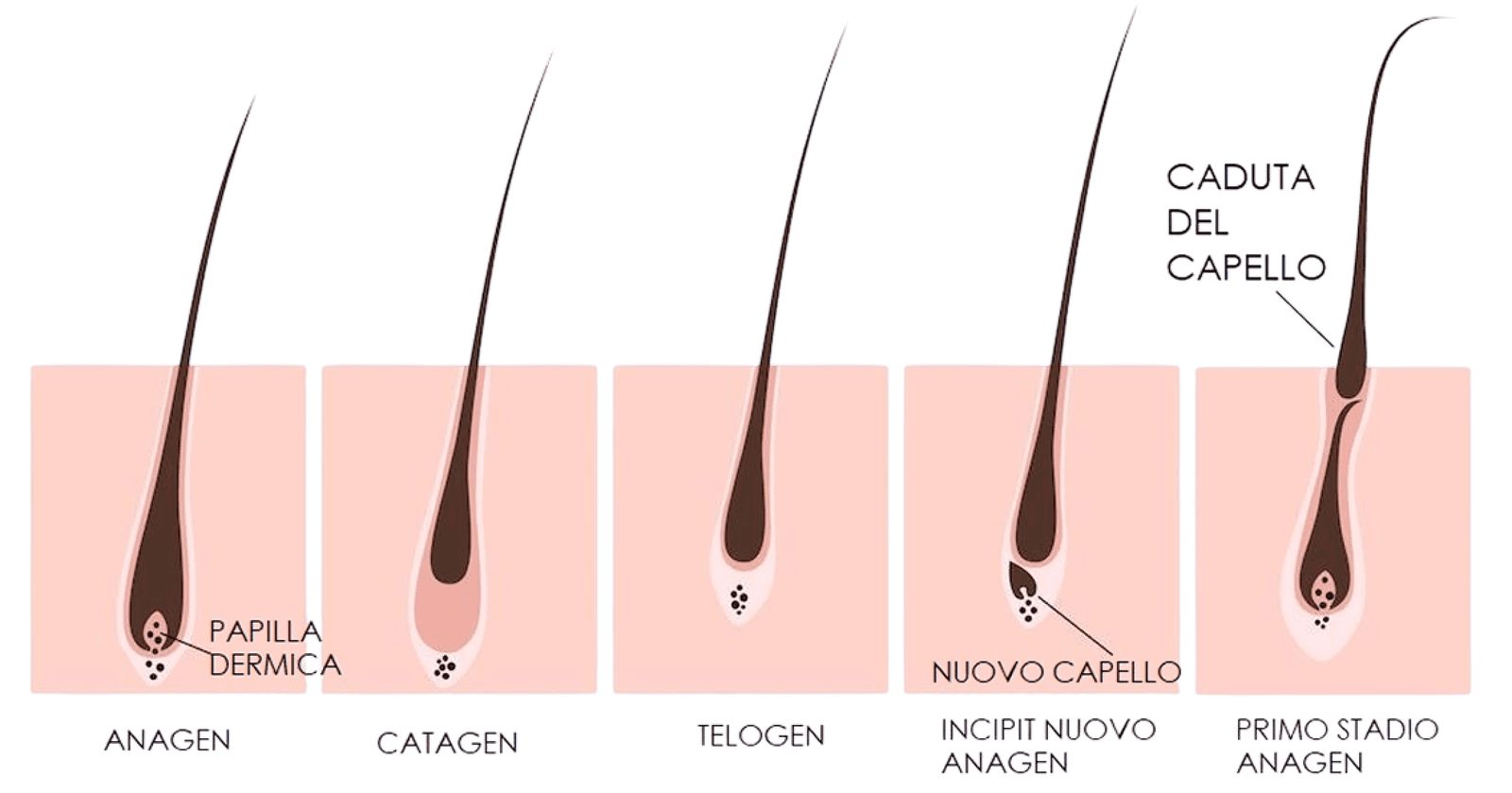 Diagramma delle fasi del ciclo di vita del capello: anagen, catagen, telogen